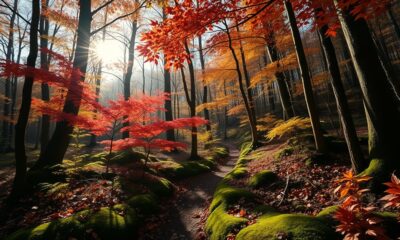 seasonal forest foliage experience