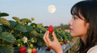 The 4 Luckiest Signs During June’s Strawberry Full Moon