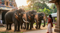 No Bar For TN Temples To Acquire Elephants, Rules Madras HC - The Times Of India